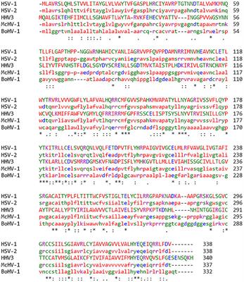 Role of Herpes Simplex Virus Type 1 (HSV-1) Glycoprotein K (gK) Pathogenic CD8+ T Cells in Exacerbation of Eye Disease